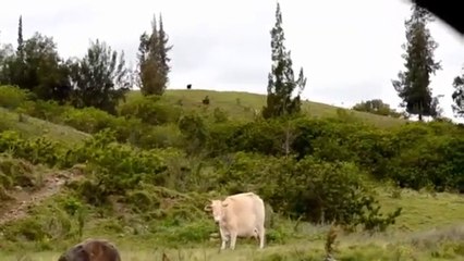 Mad Cow Disease California April 24 2012 Possible Outbreak or Government Hybrids_