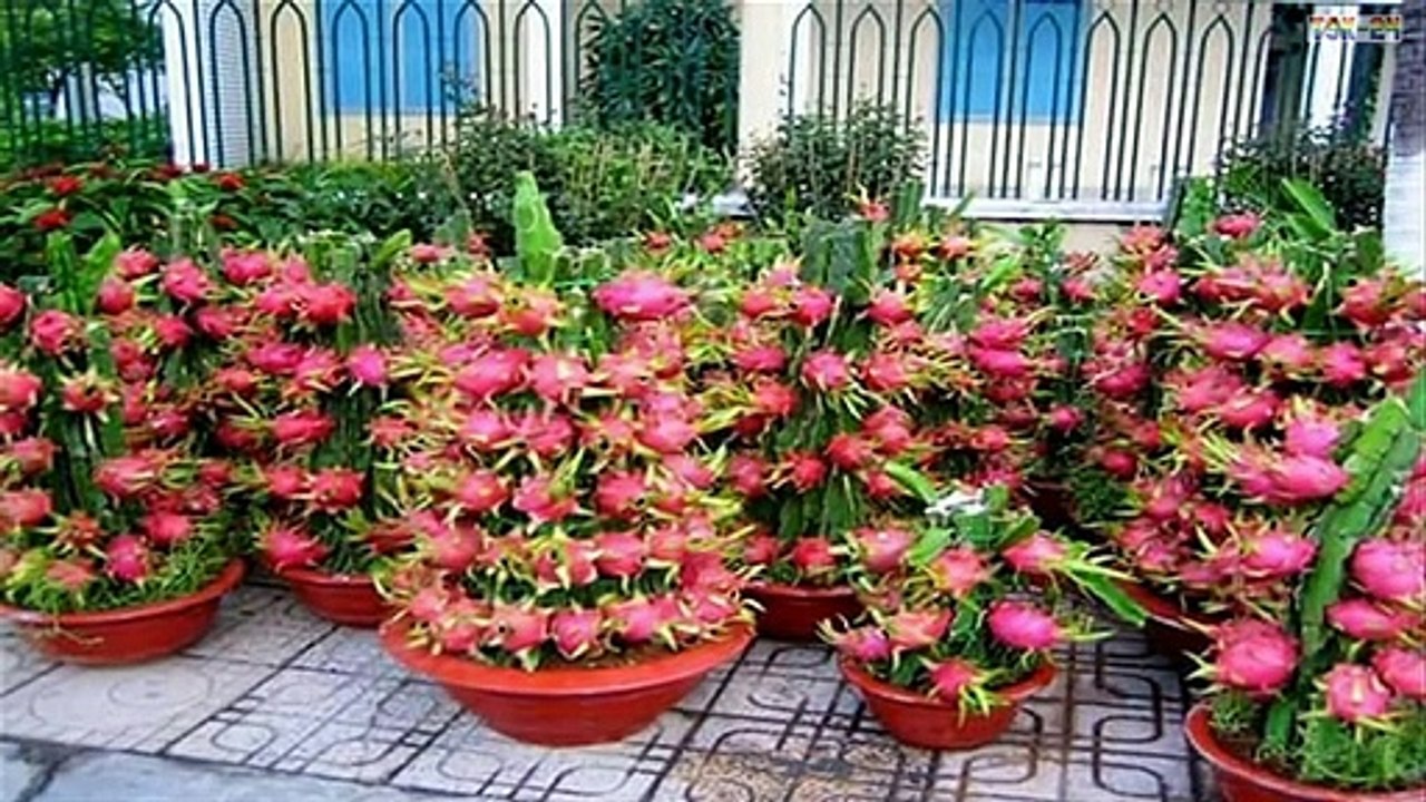 WOW! Most Amazing Fruit Farming Technique - Dragon fruit
