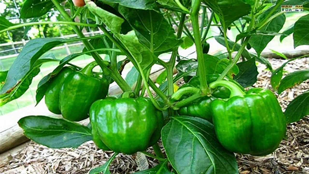 Top 8 easy to grow vegetable seeds and plants for beginners