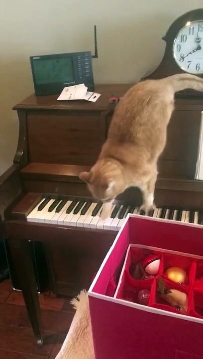 Chat vs Piano