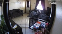 Paranormal Activity caught on Furbo