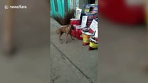 Cheeky stray dog steals food from market stall