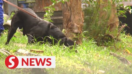 Two tracker dogs had picked up Nora Anne's scent, inquest told