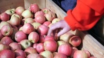 Supermarket dominance threatening family farms