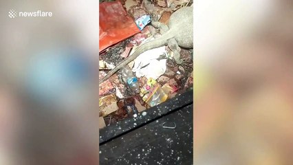 Monitor lizard with swollen belly baffles residents in Indonesia