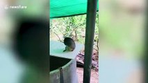 Breeder trains bandicoot rat to follow his hand signals