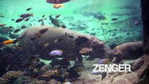 Baby hippo plays with mother in Spanish zoo