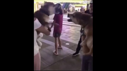 Ces 2 chiens n'ont vraiment que de la gueule