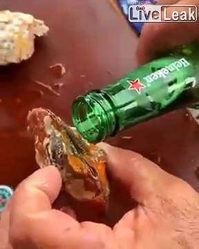 Les clams aussi aiment la bière