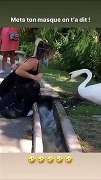 Ce cygne déteste les gens qui mettent mal leur masque
