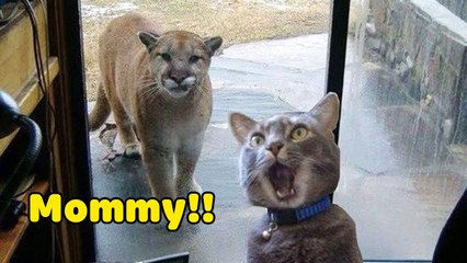 Funniest Animals 2020 Compilation - Awesome Funny Dogs and  Cats