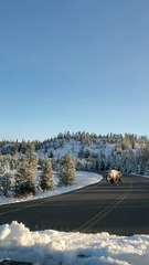 Bison Takes a Snowy Stroll in Yellowstone