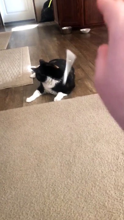 Kitty Goes Crazy on Q-Tips