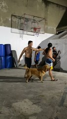 Golden Retriever Gives Golden Defense in Basketball Game