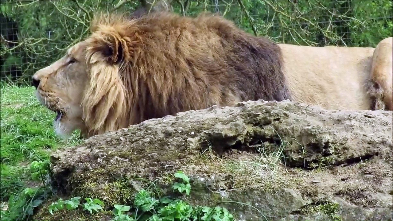 Lions Roaring Compilation