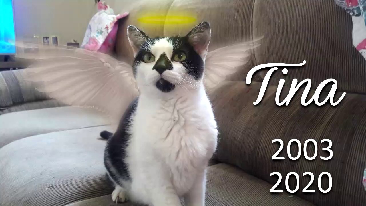 Em memória de Tina / In Memory of Tina