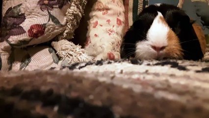 CAVIA PORCELLUS PARSLEY 20191017_120746