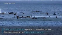 Cientos de ballenas varadas en Tasmania