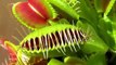 Ces plantes carnivores dévorent des insectes... Impressionnant