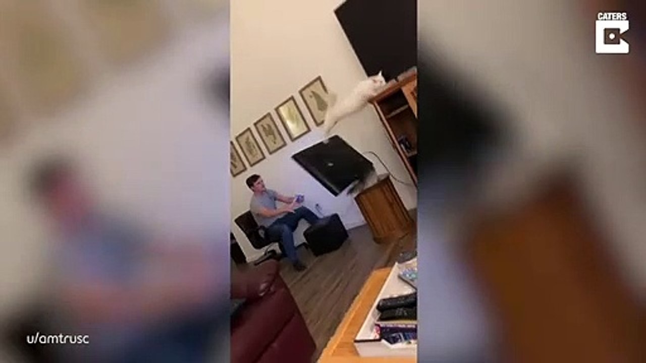 Quand ton chat déteste l'émission que tu regardes à la TV