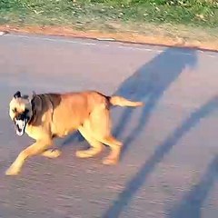 Neighborhood Dog Greets Cyclist Every Morning