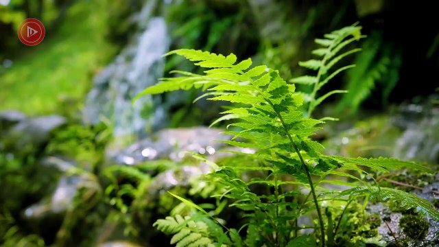 Soft Bossa Nova Music For An Energetic Morning | Coffee Jazz Music For Better Sleeping And Relaxing