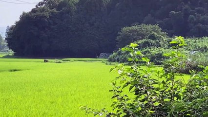 RC Helicopter Spraying Crops in Japan