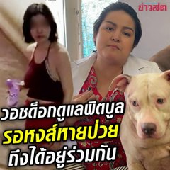 เปิดชะตากรรม น้องพิตบูล 6 ตัว ระหว่างรอเจ้หงส์หายป่วย!