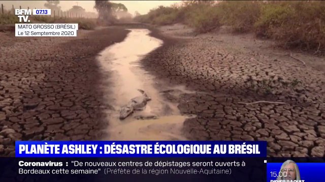 Le Pantanal brésilien victime d'un véritable désastre écologique