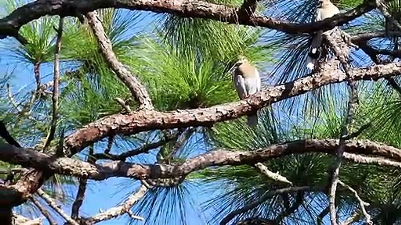 White Winged Dove Song video Dailymotion