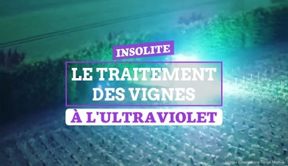 Insolite Le traitement des vignes à l'ultraviolet