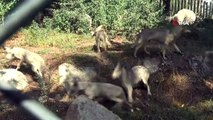 Bursa’da 4 yavru kurt anne sütünden kesilerek beslenmeye başladı
