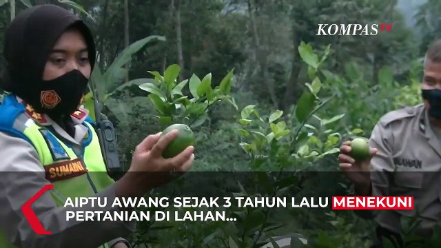 Polisi Persiapkan Masa Pensiun Dengan Bertani di Kaki Gunung Gede Pangrango