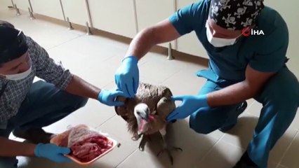 Yaralı kızıl akbabayı tedavi edip elleriyle beslediler