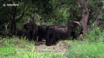 Large elephant herd in Sri Lanka stray into rice field in search of food