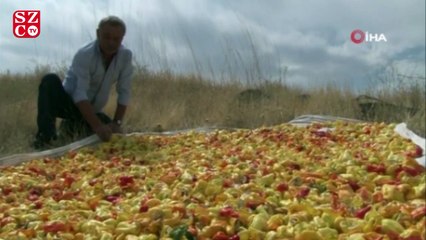 Müşteriler tarlada kendi sebzesini toplayarak satın alıyor