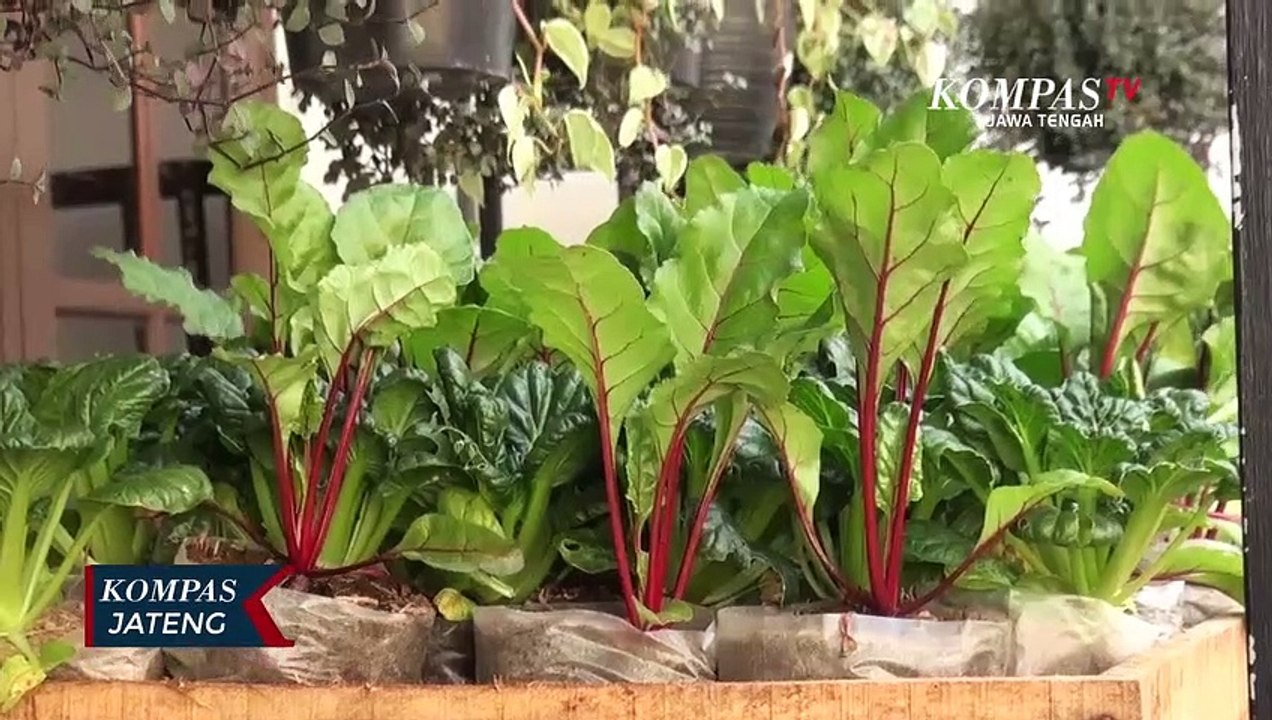 Sekolah Berkebun Gratis Untuk Warga