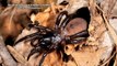 Turret Spider facts: