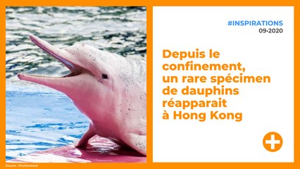 Depuis le confinement,  un rare spécimen de dauphins réapparait  à Hong Kong