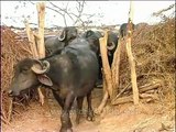 Water buffalo calf squeezing past to get out of its shed, Gujarat