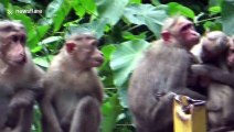 Family of monkeys share embrace as they try to keep warm on rainy day in India