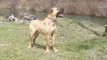 ANADOLU COBAN KOPEKLERi ile iLKBAHAA MERHABA - ANATOLiAN SHEPHERD DOGS with WALK