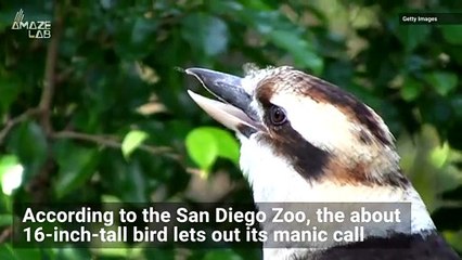 Listen to This Bird's Amazing Laughter Heard Across Eastern Australia