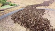 Thousands of ducks released to ‘clean’ rice fields in Thailand