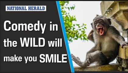 Comedy in the Wild will make you smile