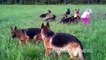 Extreme Trained & Disciplined German Shepherd Dogs