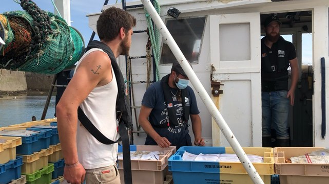 Des bébés Saint-Jacques semés en mer et en Rance