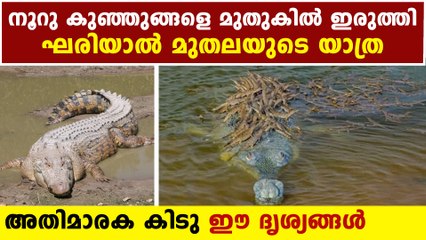 ലോകത്ത് തന്നെ ഇത് അത്യപൂര്‍ച്ച ചിത്രം | Oneindia Malayalam