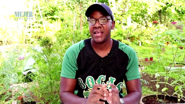 Huertos | ¿Cuáles son los tipos de semillas que existen en el mercado? - Nex Panamá