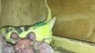 Budgies Parrot Colony Breeding Progress and Budgies Feeding Food Their Chicks.